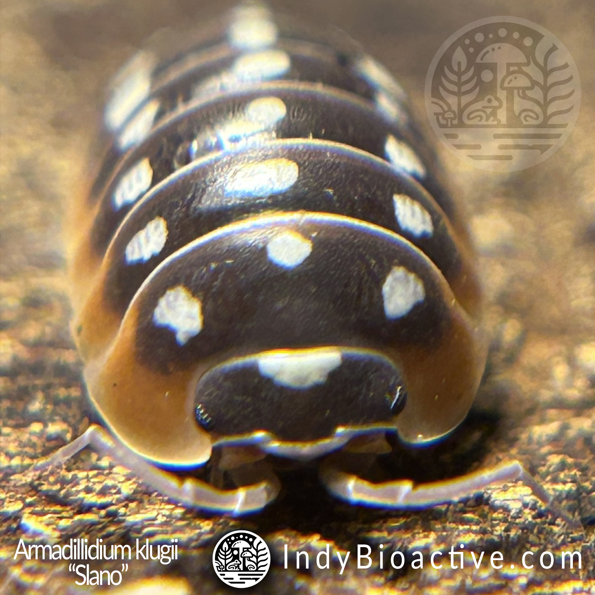 Known Captive Bred Isopods in the Hobby