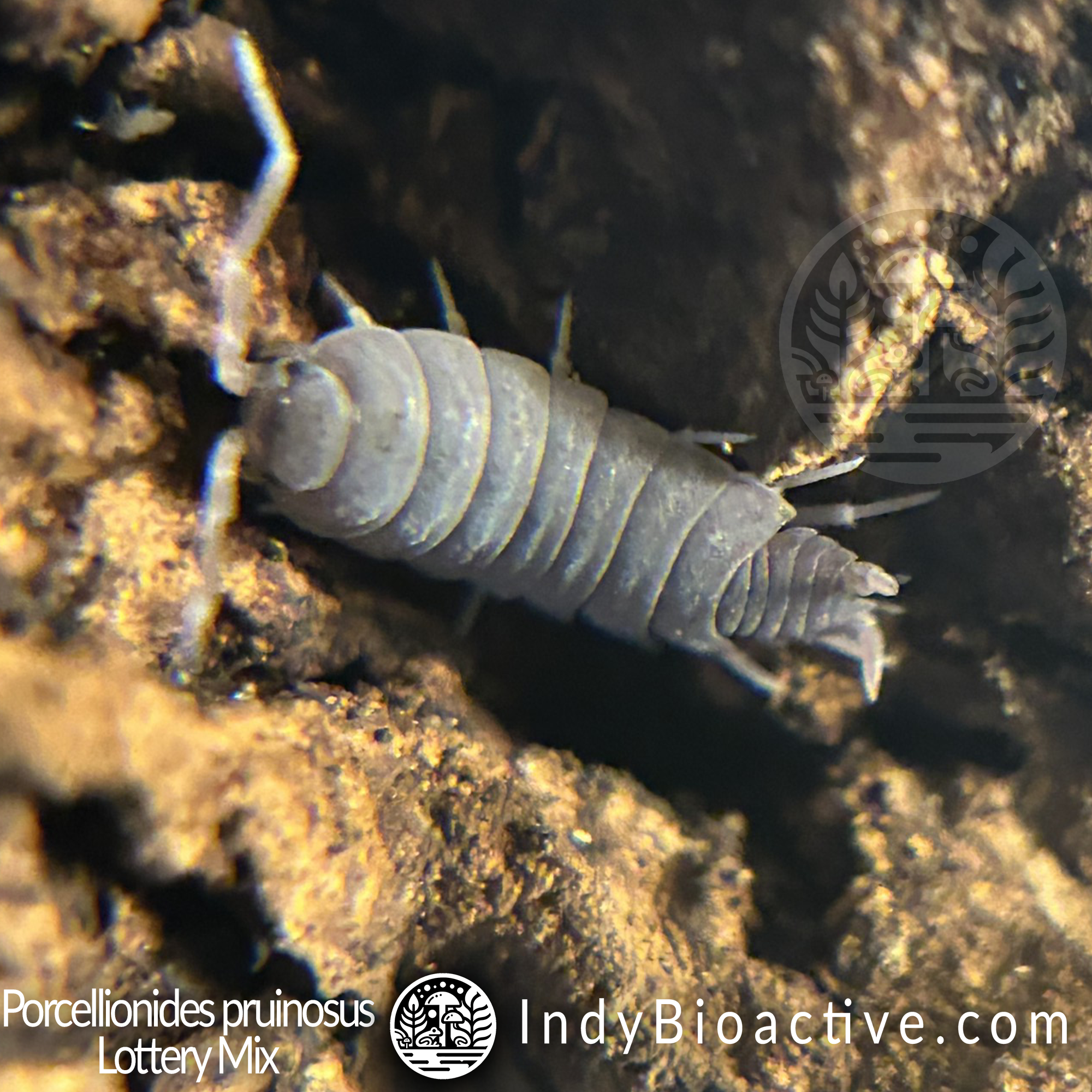 What Are Isopods? | IndyBioactive.com
