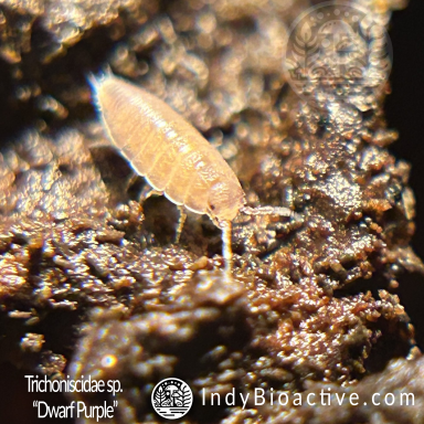 Costa Rican Dwarf Purple Isopods