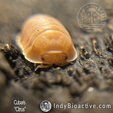 Cubaris "Citrus" | IndyBioactive.com