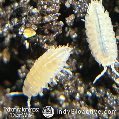 Trichorina Tomentosa Dwarf White Isopod