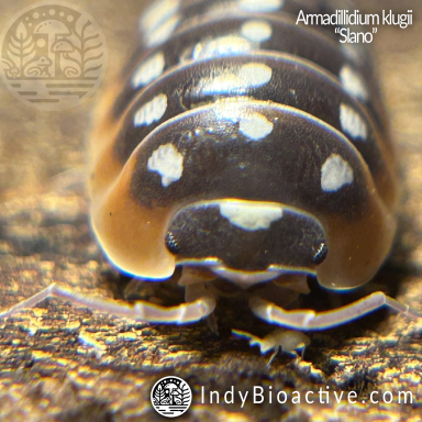 Armadillidium Klugii "Slano"