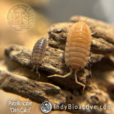 Porcellio Scaber Orin's Calico