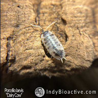 Dairy Cow Isopods | IndyBioactive.com