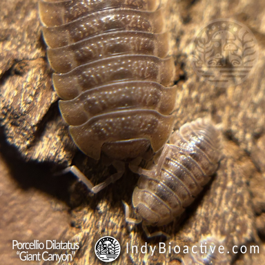 Porcellio Dilatatus "Giant Canyon" IndyBioactive.com