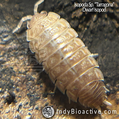 Isopoda Sp. Tarragona | IndyBioactive.com