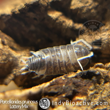 Porcellionides Pruinosus Lottery Mix