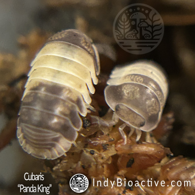 Cubaris "Panda King" | IndyBioactive.com
