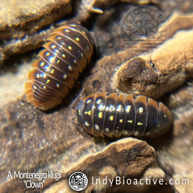 Armadillidium Montenegro Klugii Clowns